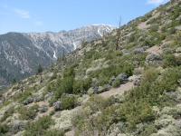 Trail north of Swarthout Valley Road