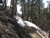 Snow on the trail near Mt. Baden Powell