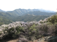 Buckthorn covered ridges near Messenger Flats