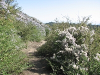 Buckthorn in bloom