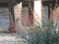 Hummingbird at the penstemon