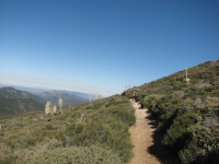 Trail through the brush