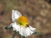 Prickly poppy