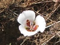 Mariposa