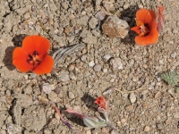 Desert Mariposa