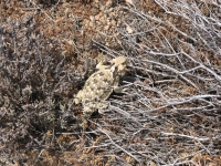 Wildlife