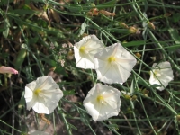 Morning glories