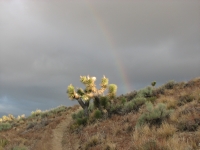 Rainbow at dawn