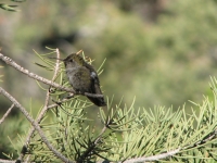 Hummingbird
