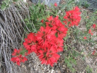 Paintbrush