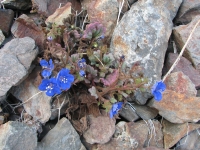 Charlotte's Phacelia
