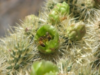 Prickly pear blossom