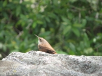 Canyon Wren