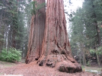 Twin Sequoias