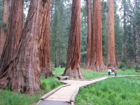 Giant Forest