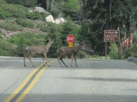 Deer in Sequoia