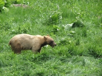 Not all black bears are black