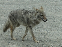 Coyote