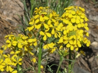 Yellow wallflowers